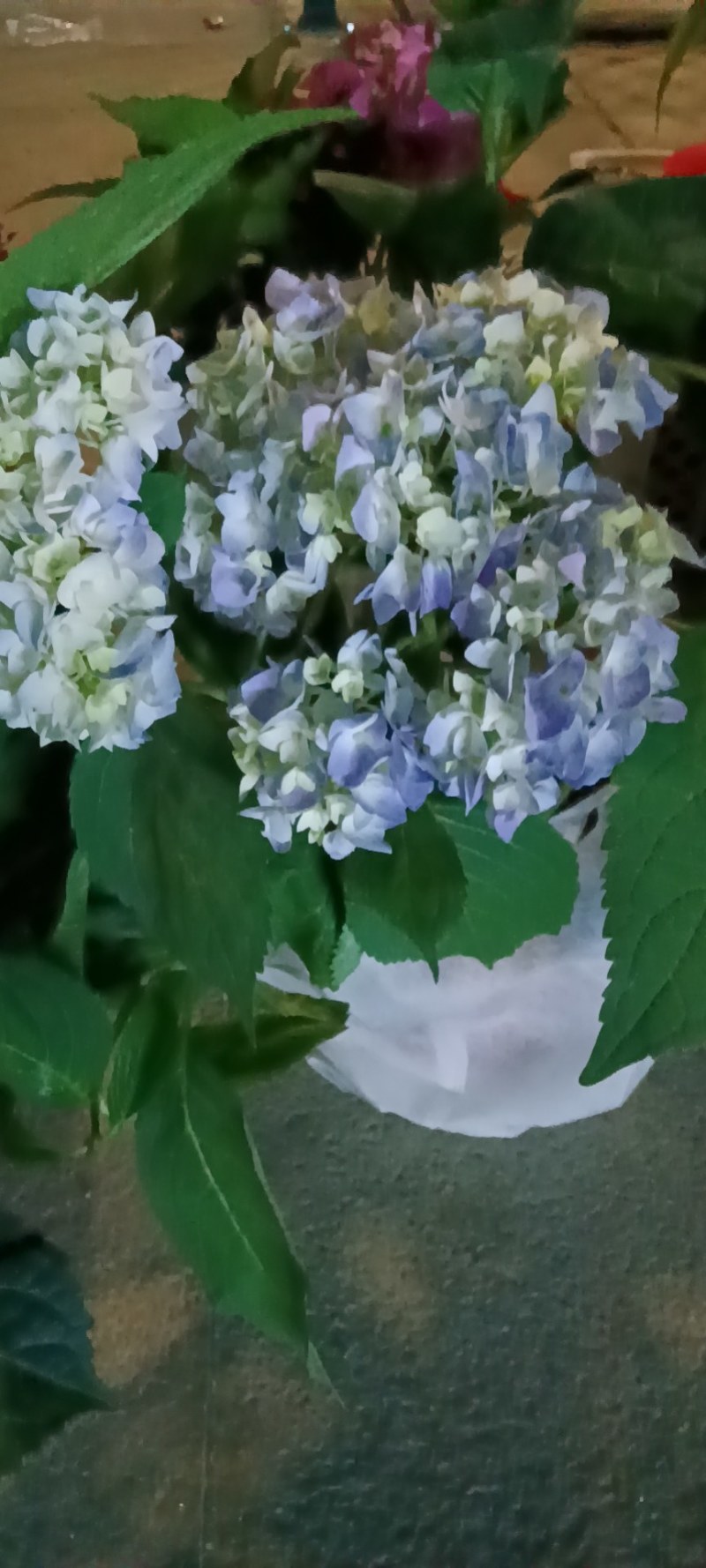 八仙花绣球