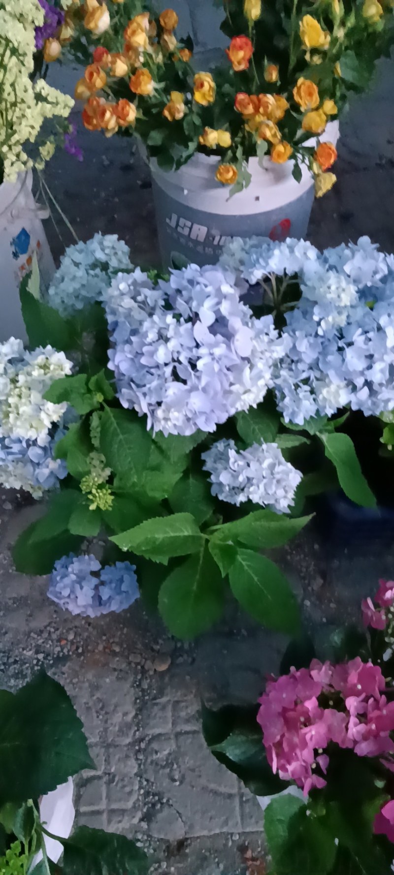 八仙花绣球