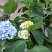 八仙花绣球