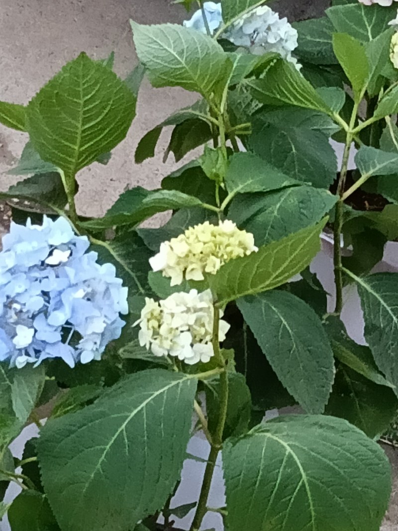 八仙花绣球
