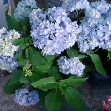 八仙花绣球
