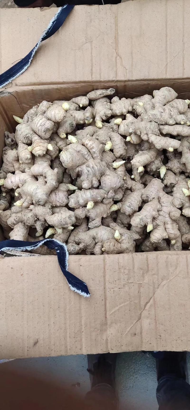 生姜种子高产脱毒368种子品种齐全包技术指导可回收