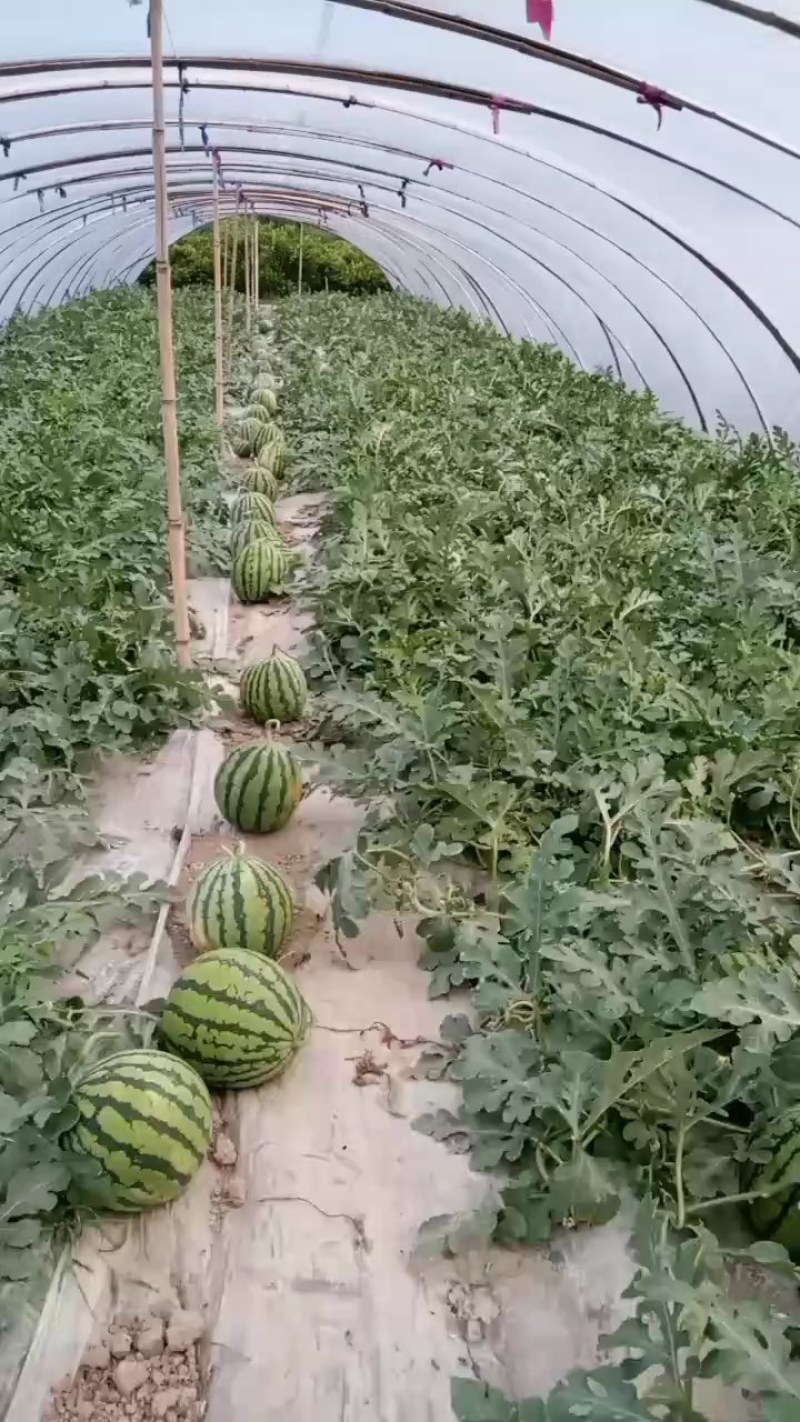 来凤县西瓜