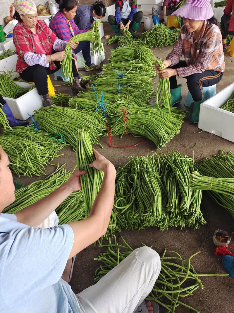湖北枝江长豆角长豇豆青豇豆供应批发，加工厂，一件代发
