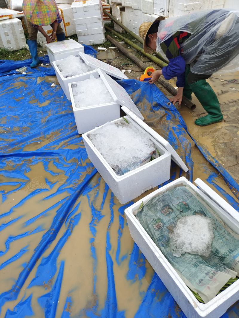 湖北枝江长豆角长豇豆青豇豆供应批发，加工厂，一件代发
