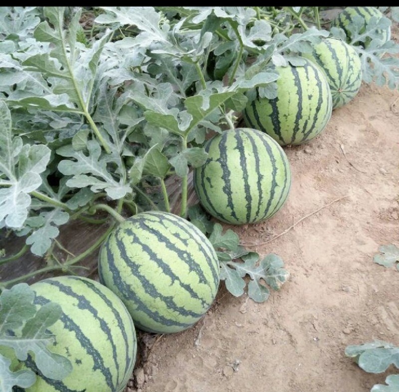 西瓜甜王，地雷，安生，，新地，，京研，，系列大量下货
