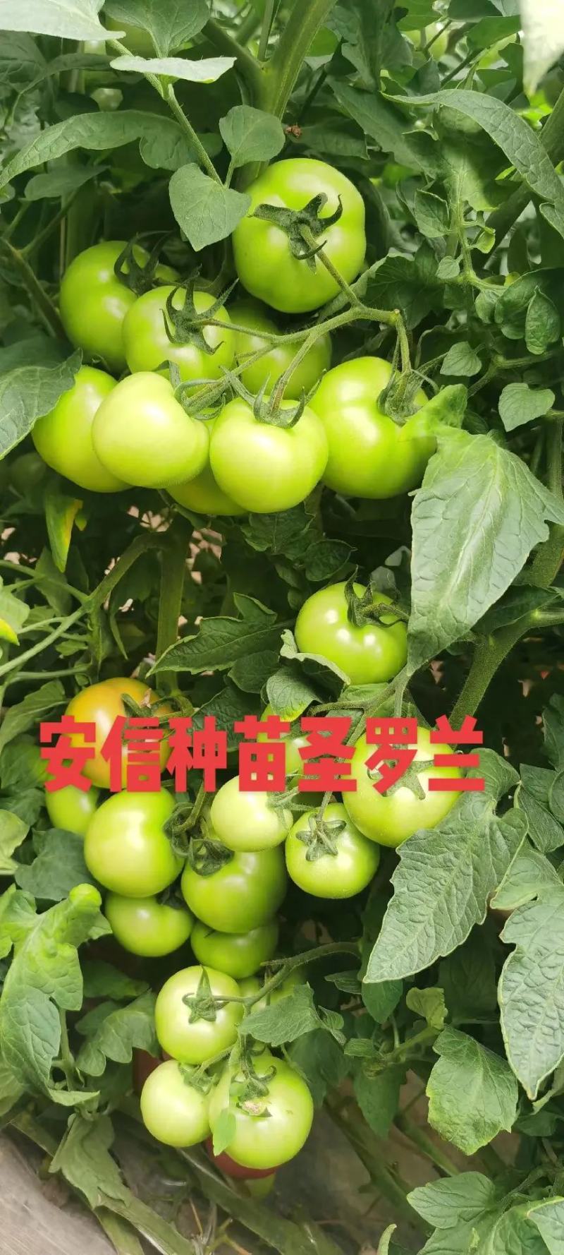 西红柿苗圣罗兰3689大粉果
