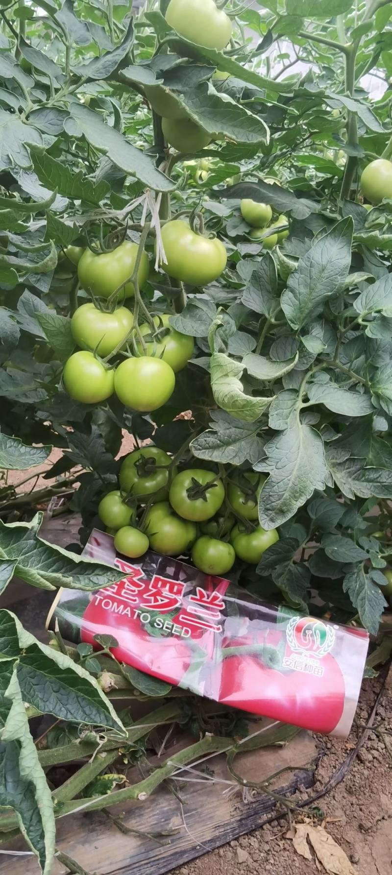 西红柿苗圣罗兰3689大粉果