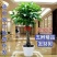 发财树室内外花卉盆栽植物大招财树摇钱树花苗客厅大型绿植包