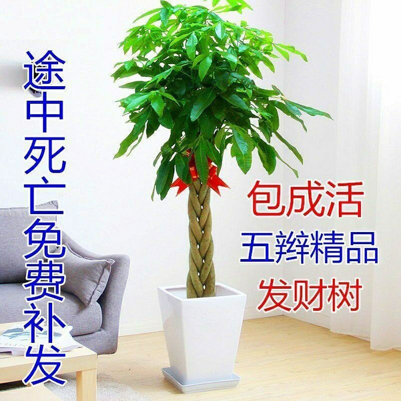 发财树室内外花卉盆栽植物大招财树摇钱树花苗客厅大型绿植包