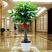 发财树室内外花卉盆栽植物大招财树摇钱树花苗客厅大型绿植包
