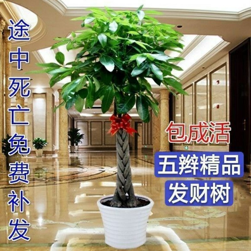 发财树室内外花卉盆栽植物大招财树摇钱树花苗客厅大型绿植包