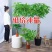 发财树室内外花卉盆栽植物大招财树摇钱树花苗客厅大型绿植包
