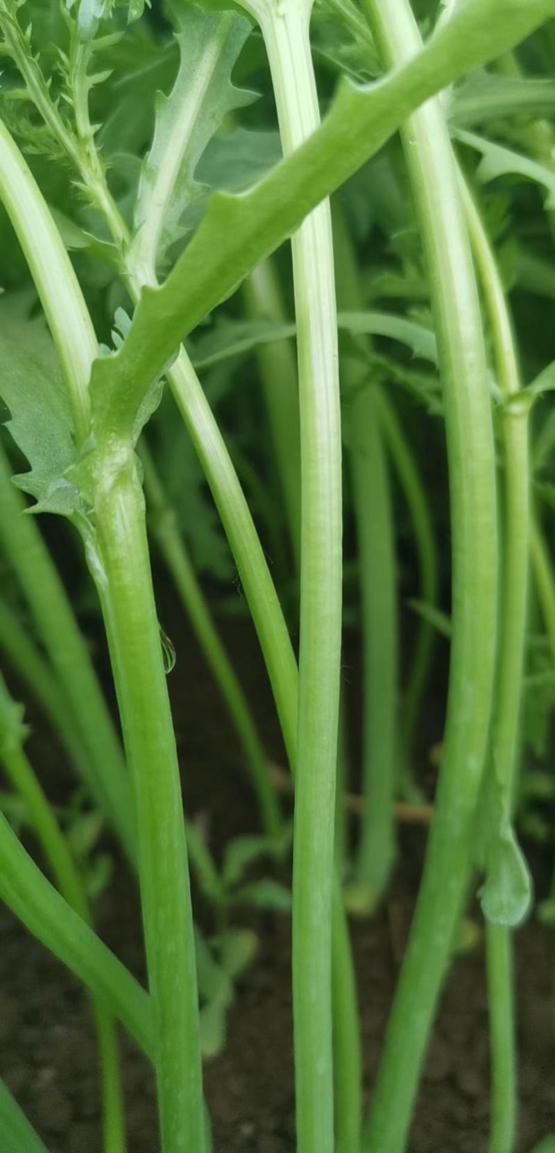 光杆茼蒿