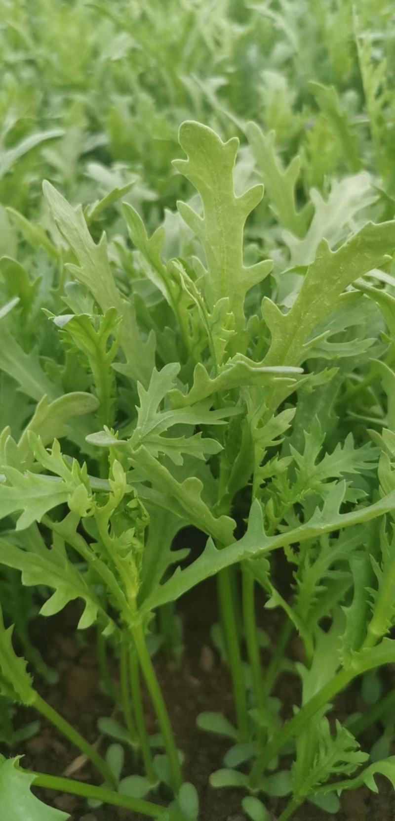 光杆茼蒿