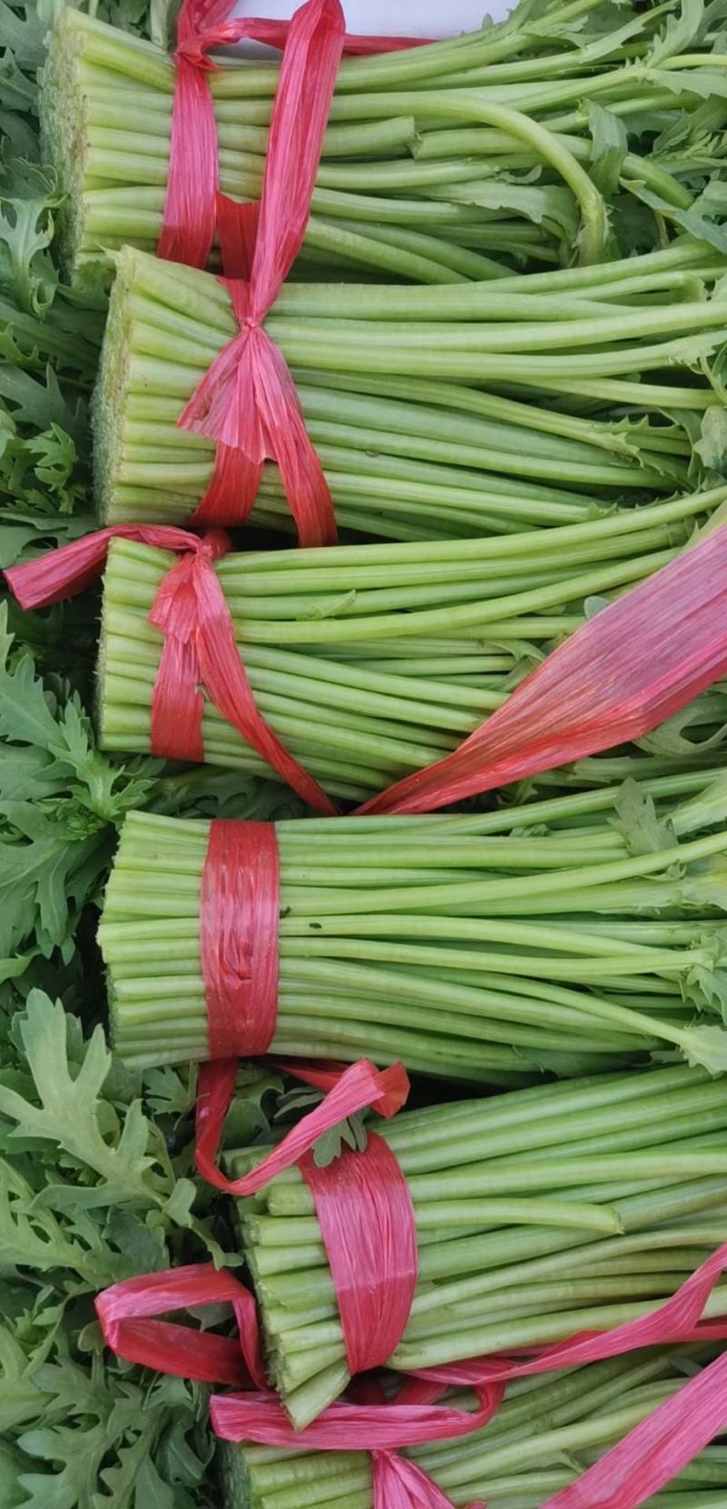 光杆茼蒿