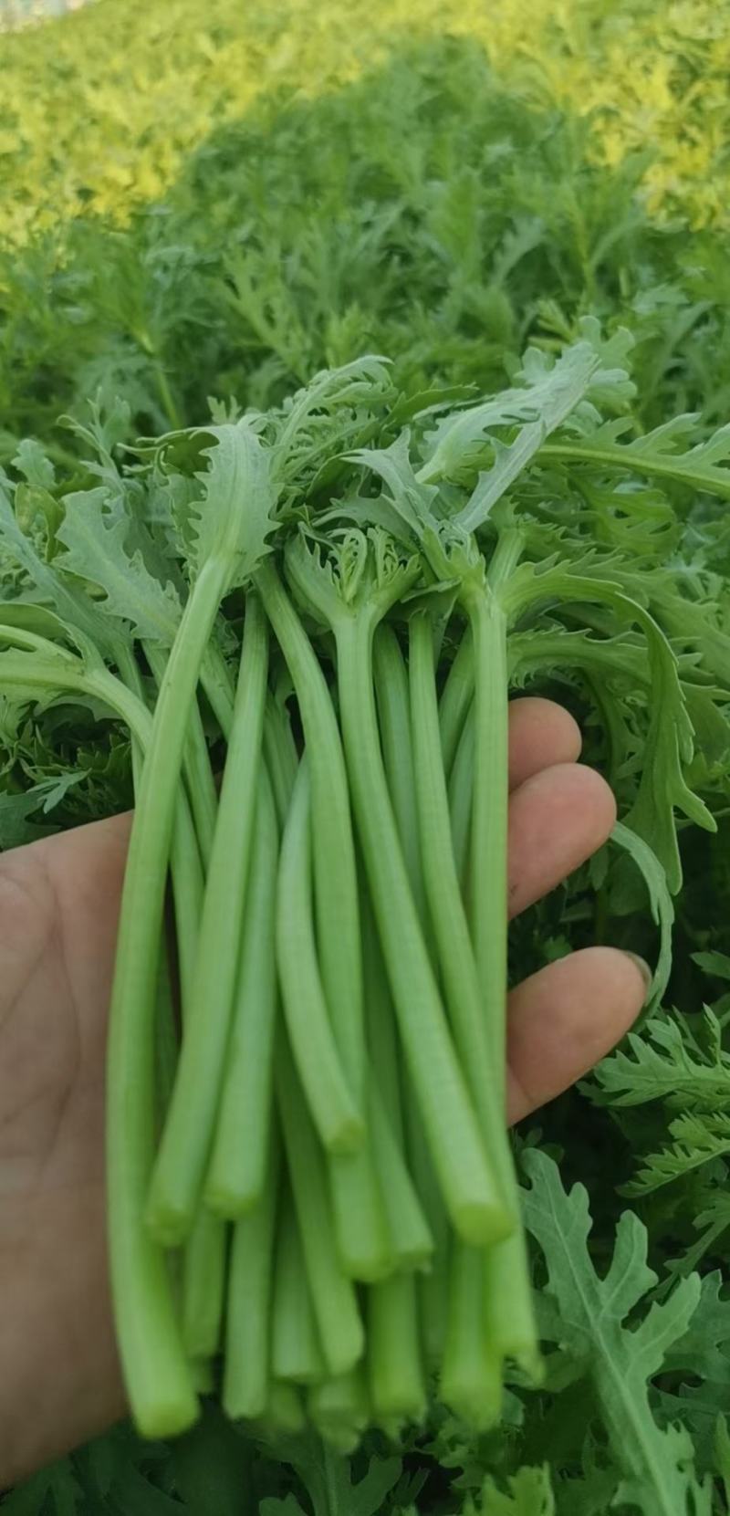 光杆茼蒿