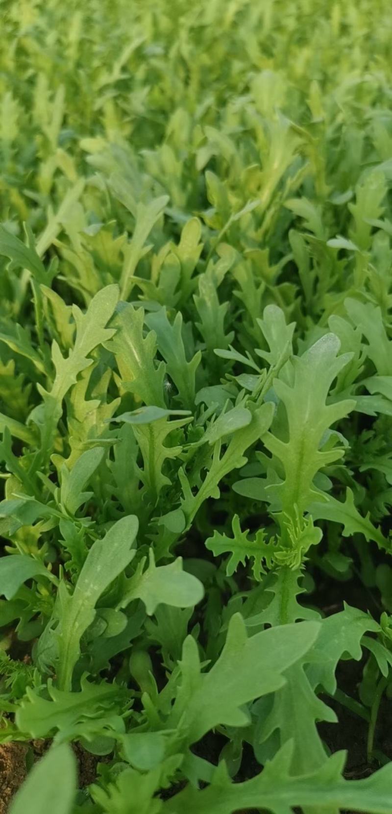 光杆茼蒿