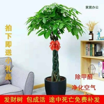 发财树室内外花卉盆栽植物大招财树摇钱树花苗客厅大型绿植包