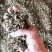 猫须草农家自种大量现货欢迎新老客户光临地头看货下单采购