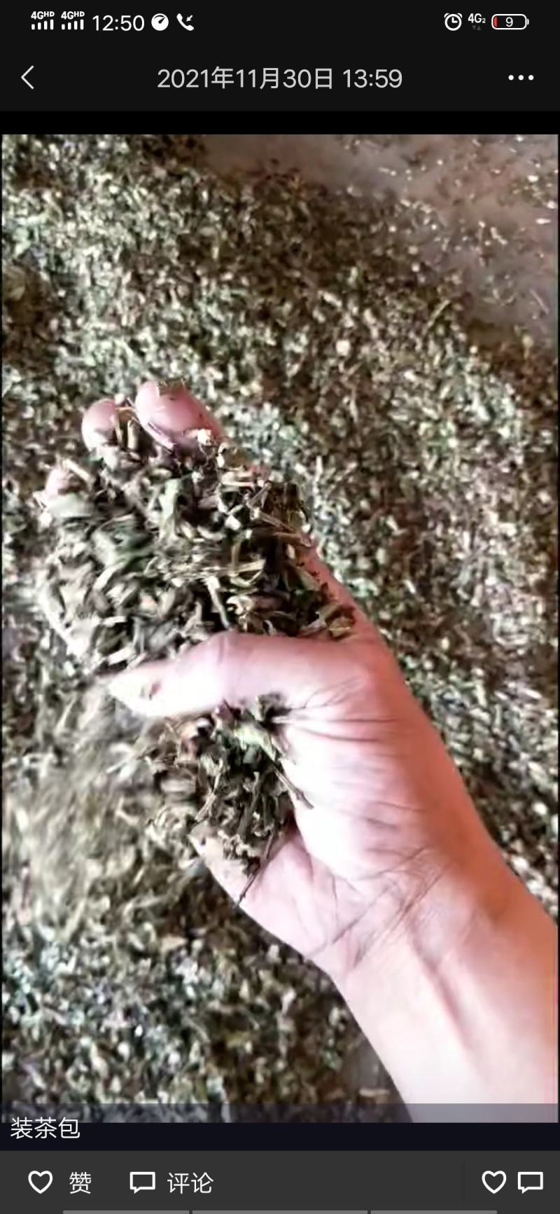 猫须草农家自种大量现货欢迎新老客户光临地头看货下单采购