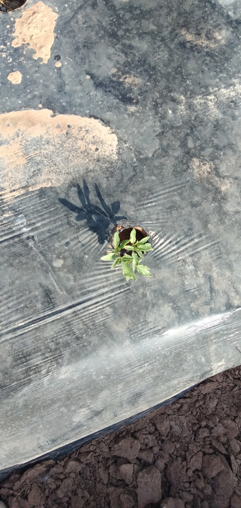 番茄备货中
