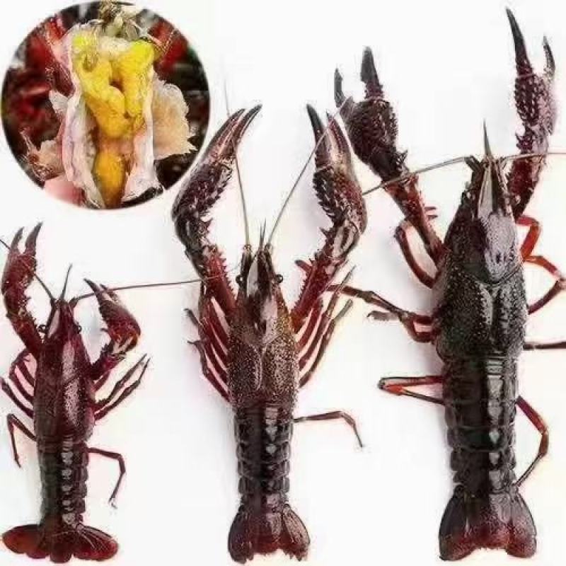 冰鲜小龙虾，虾尾。肉质Q谈。一级尾。欢迎合作