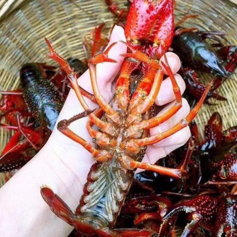 冰鲜小龙虾，虾尾。肉质Q谈。一级尾。欢迎合作