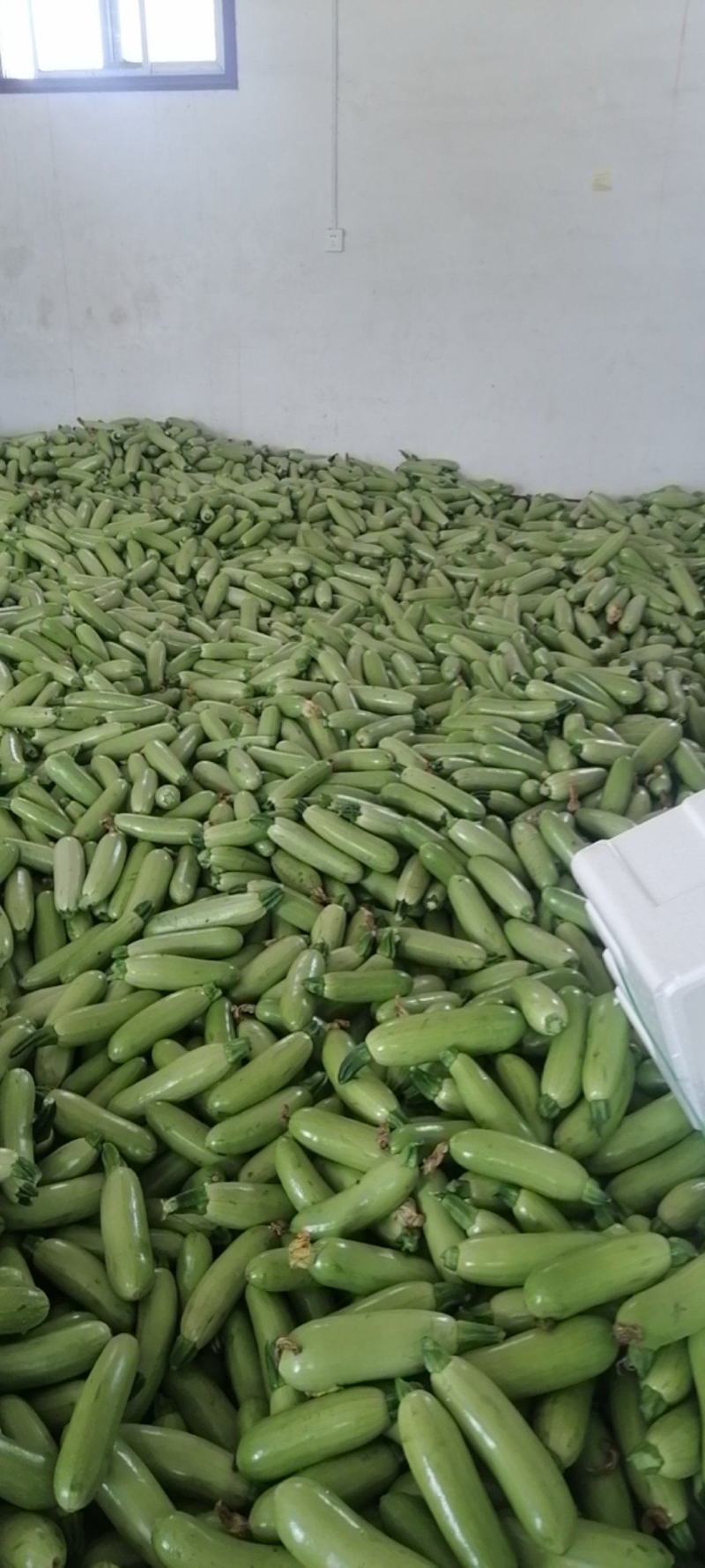 西葫芦青皮葫芦，货量充足，保质保量，欢迎电商团购加工厂！