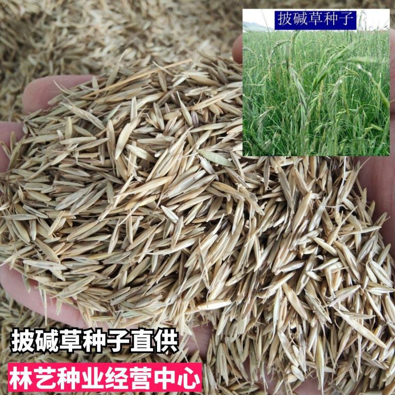 披碱草种子耐寒耐旱耐碱草籽抗风沙牧草种子野麦草山坡草