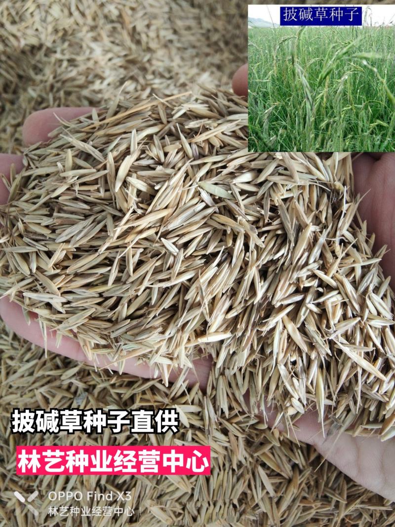披碱草种子耐寒耐旱耐碱草籽抗风沙牧草种子野麦草山坡草