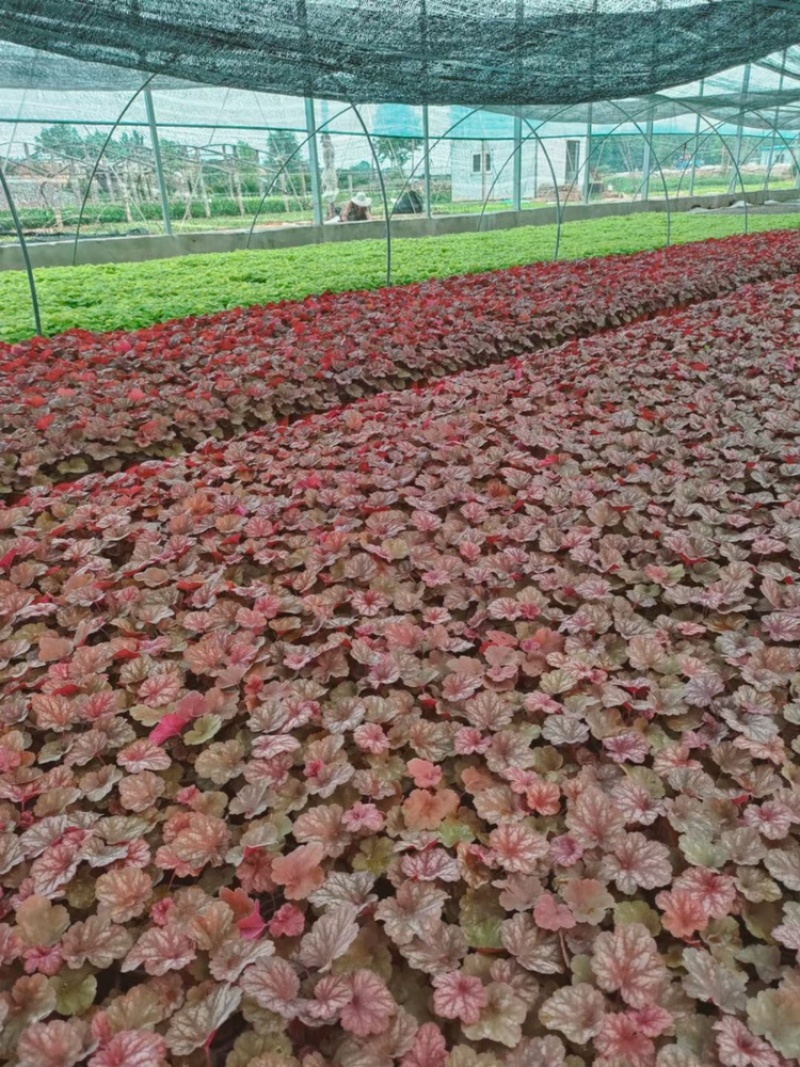 矾根，多色矾根，基地现货供应，精品苗，可视频验货