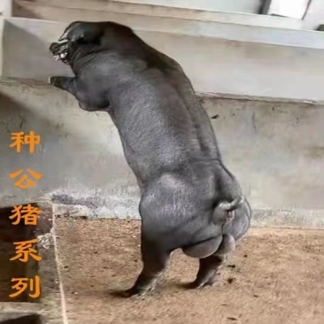 新美系杜洛克种公猪英系大白长白新美系大约克全国包邮视频挑