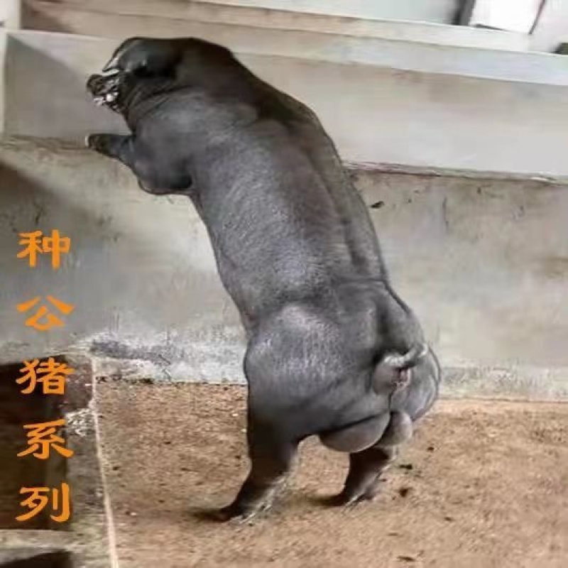 新美系杜洛克种公猪英系大白长白新美系大约克全国包邮视频挑