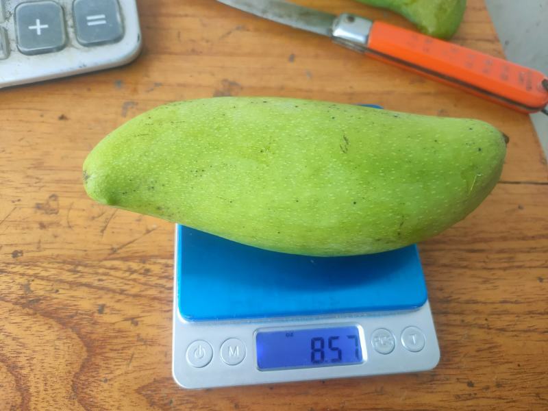 红象牙金煌红贵妃