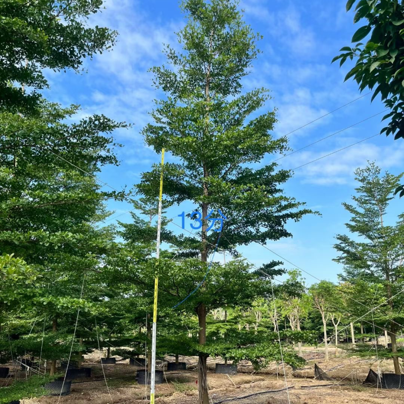 小叶览仁10-15各种规格总数量2000颗。