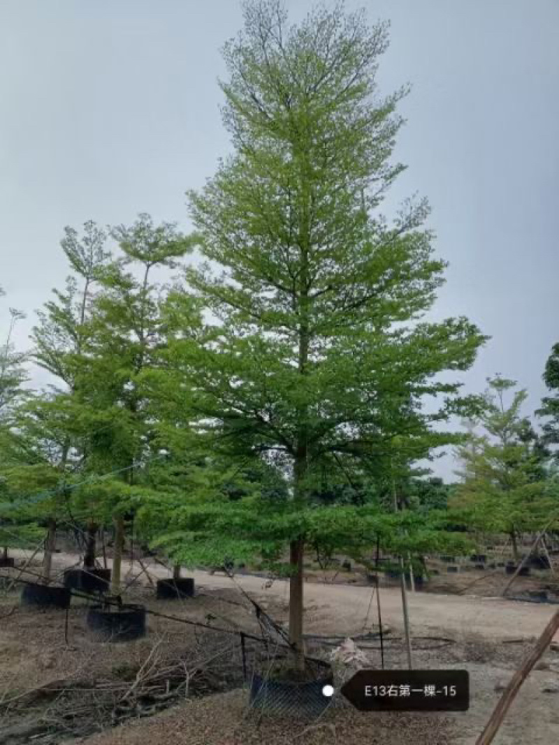 小叶览仁10-15各种规格总数量2000颗。