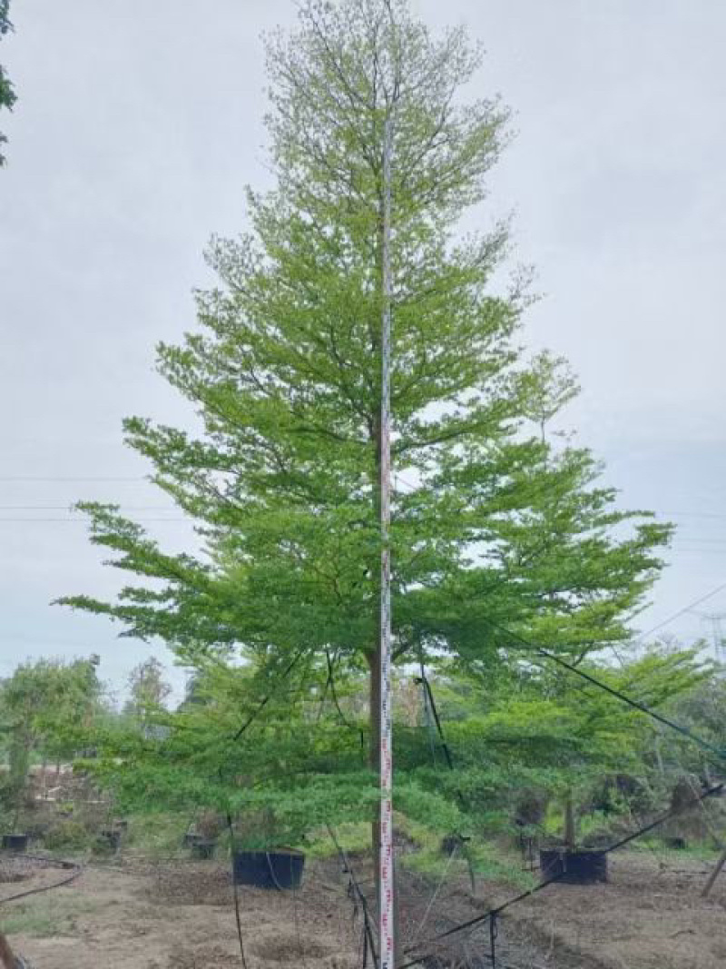 小叶览仁10-15各种规格总数量2000颗。