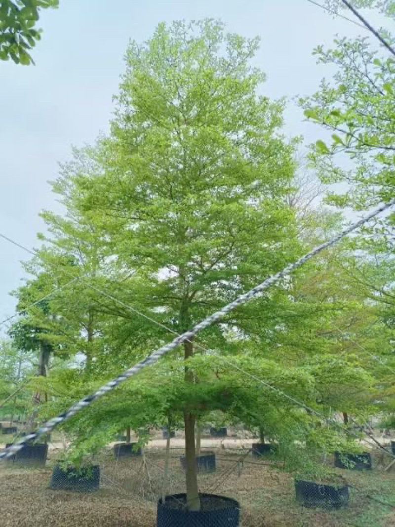 小叶览仁10-15各种规格总数量2000颗。
