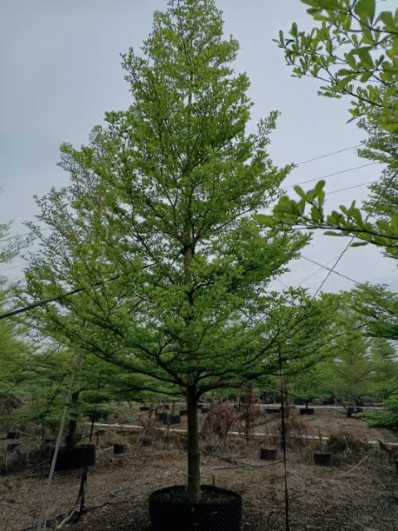 小叶览仁10-15各种规格总数量2000颗。