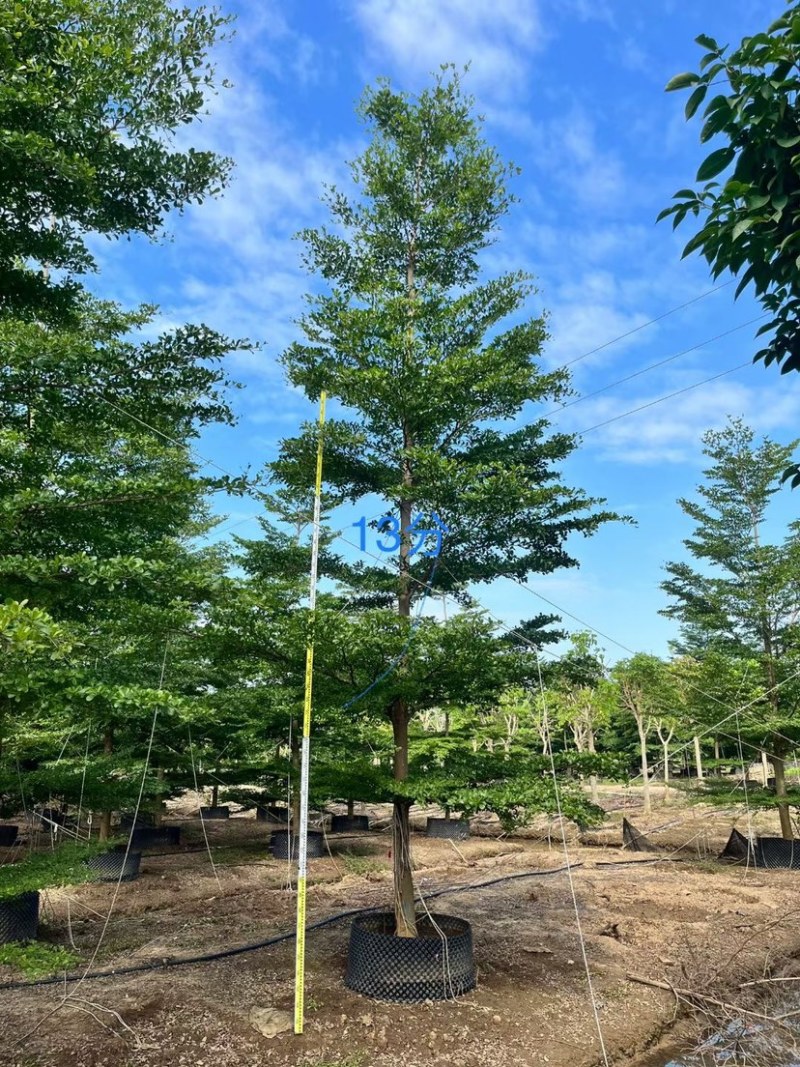 小叶览仁10-15各种规格总数量2000颗。