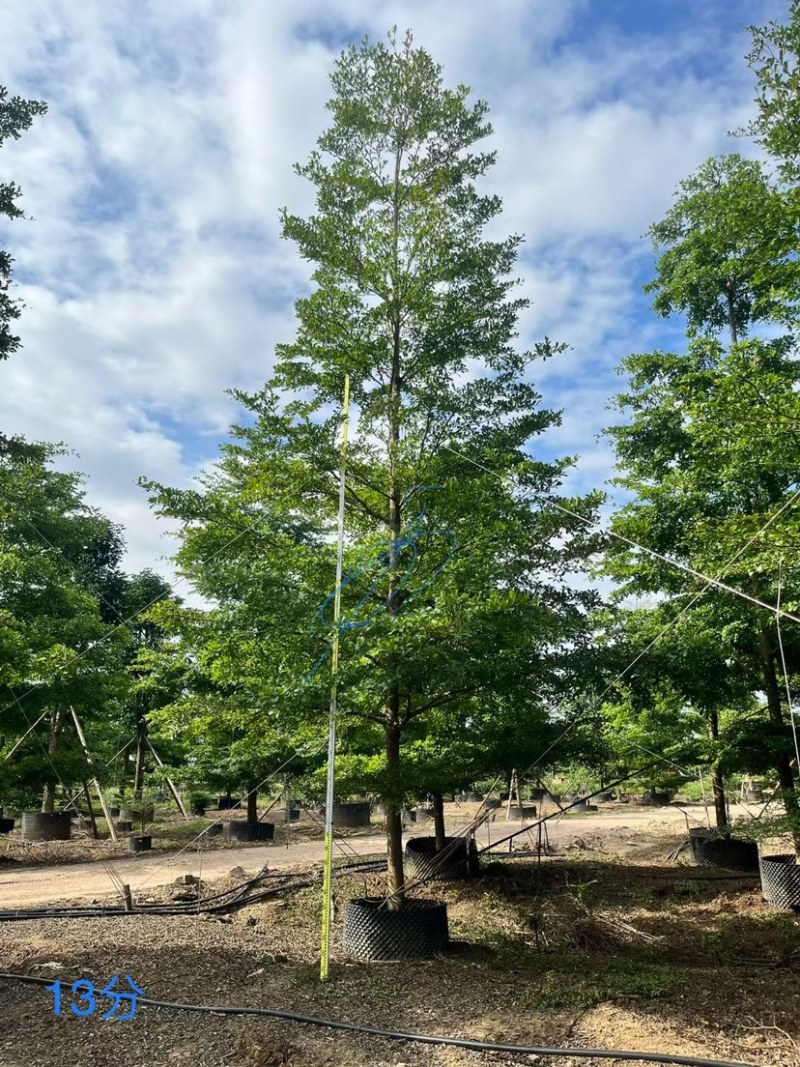 小叶览仁10-15各种规格总数量2000颗。
