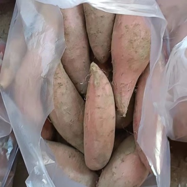 烟薯西瓜红