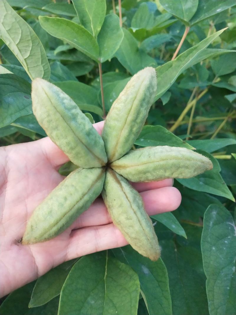 牡丹皮，牡丹根，现挖，几十亩，几百亩，上千亩都有，