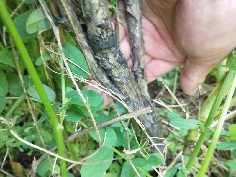 牡丹皮，牡丹根，现挖，几十亩，几百亩，上千亩都有，