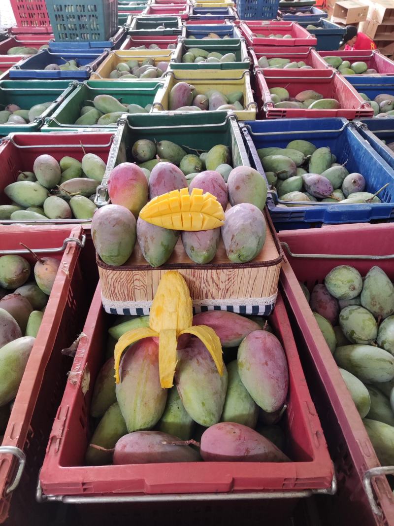 等了又等的金凤凰来了金凤凰贵妃芒，树上8层熟摘果芒