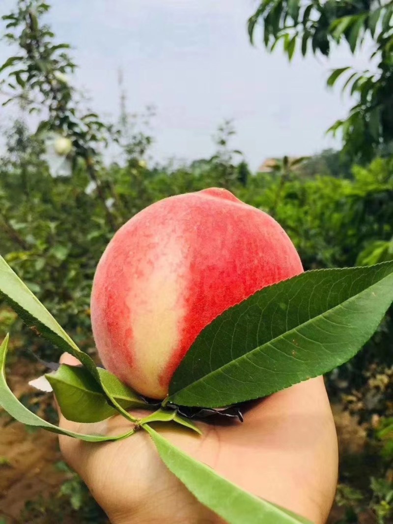 陕西黄桃大量有货基地直供全国代发欢迎来电咨询