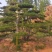 3米丛生造型油松