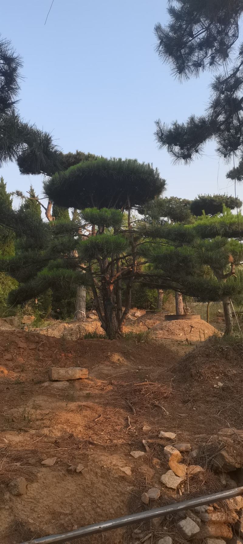 3米丛生造型油松