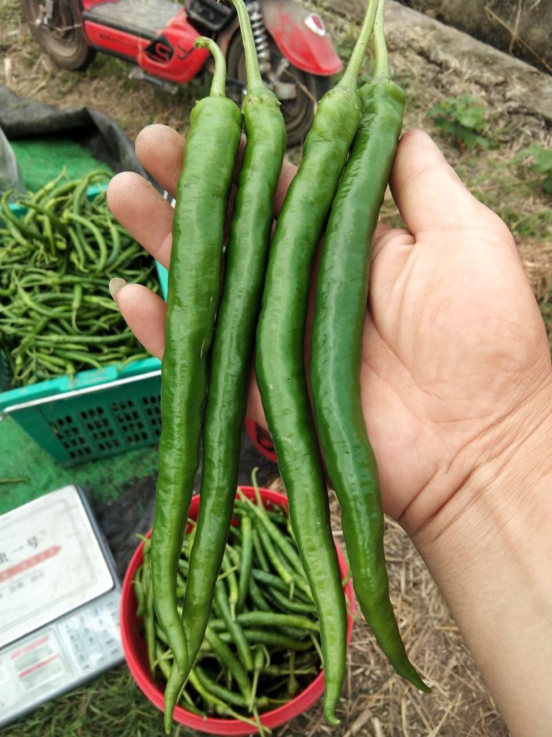 出售本地二荆条辣椒